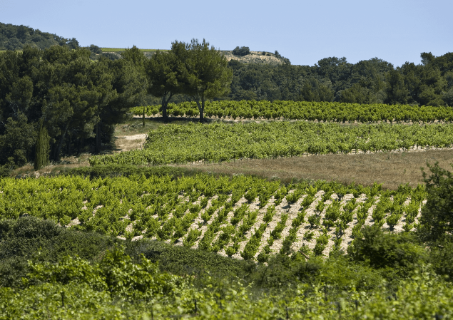 vignes cairanne