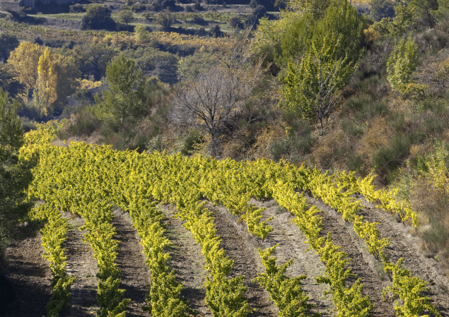 vignes gigondas