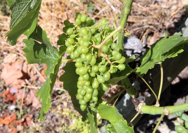 Fond Châteauneuf du Pape Blanc