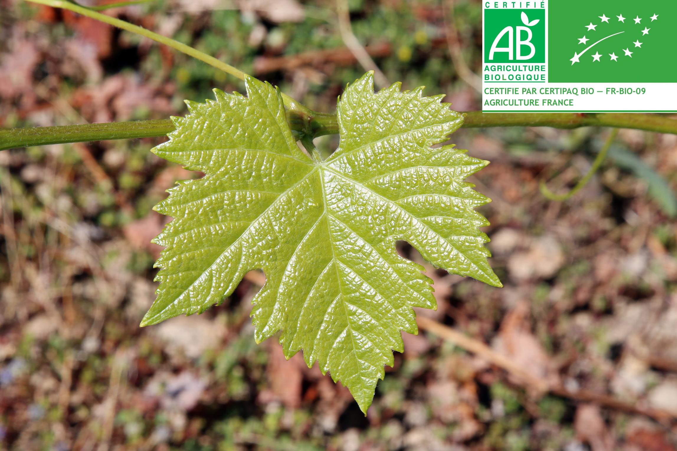 Cotes du Rhone Rouge Bio