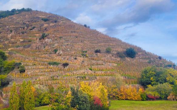 vue automne vignoble cote rotie tupin et semons